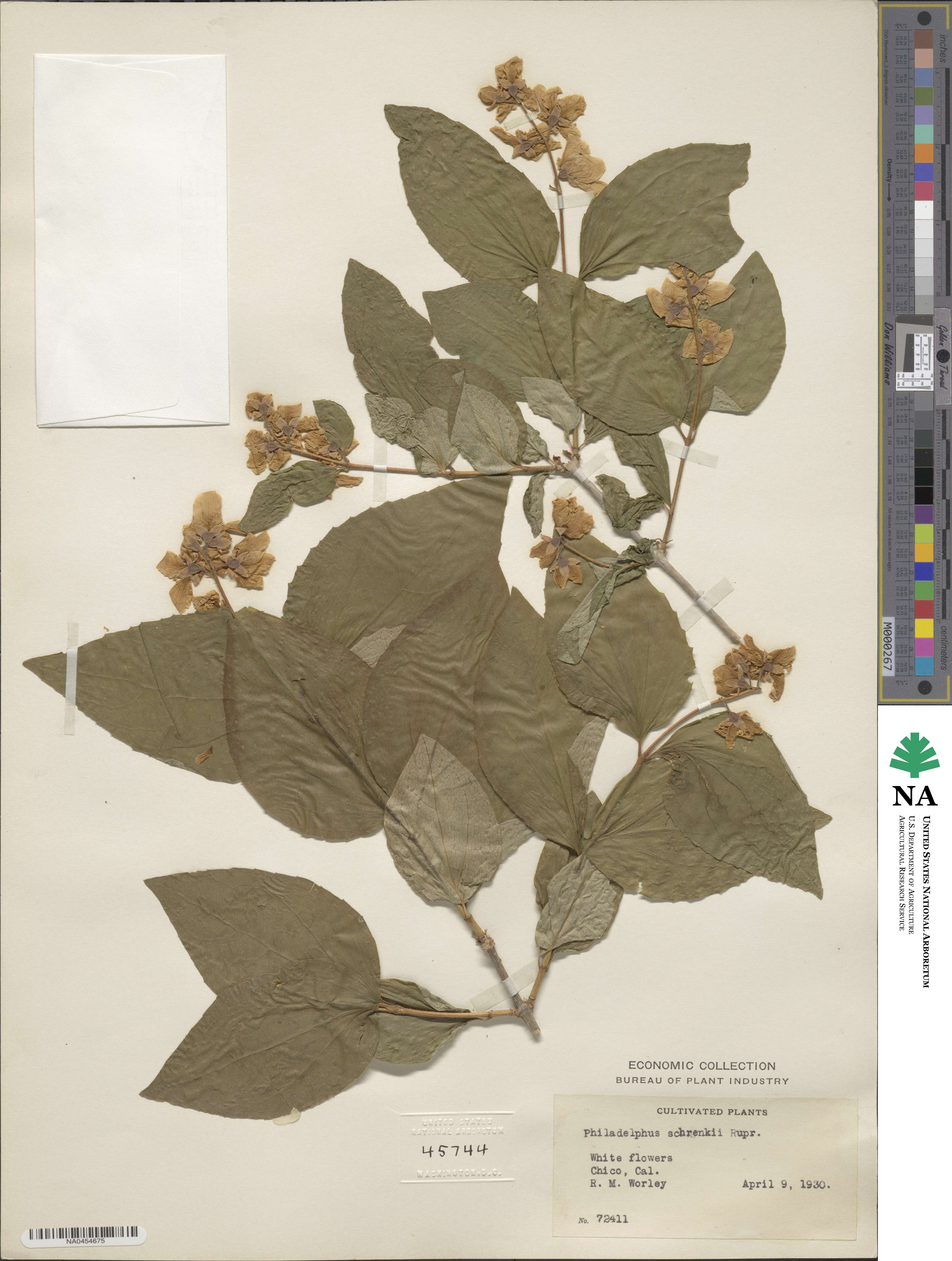 Philadelphus schrenkii image