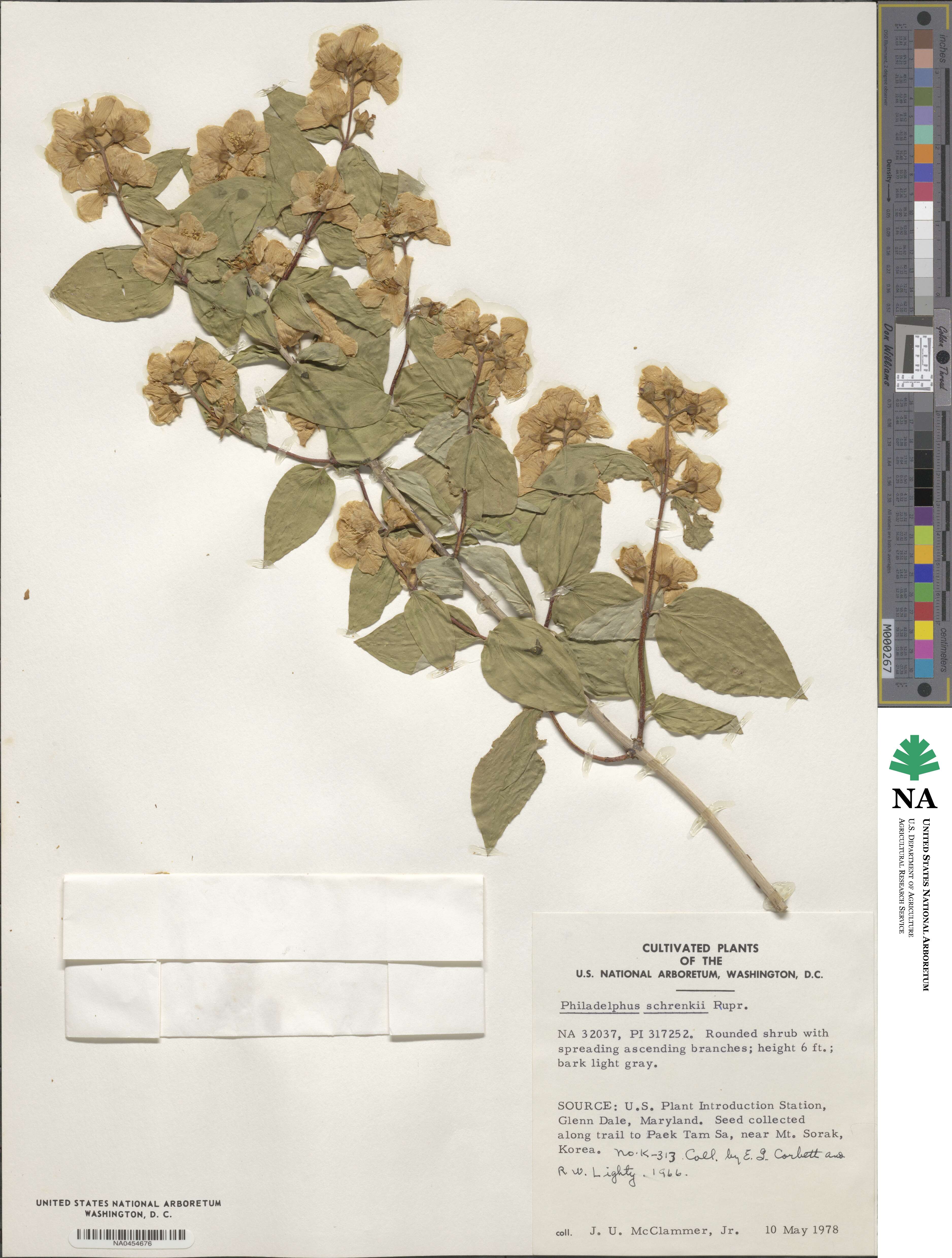 Philadelphus schrenkii image