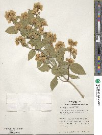 Philadelphus schrenkii image