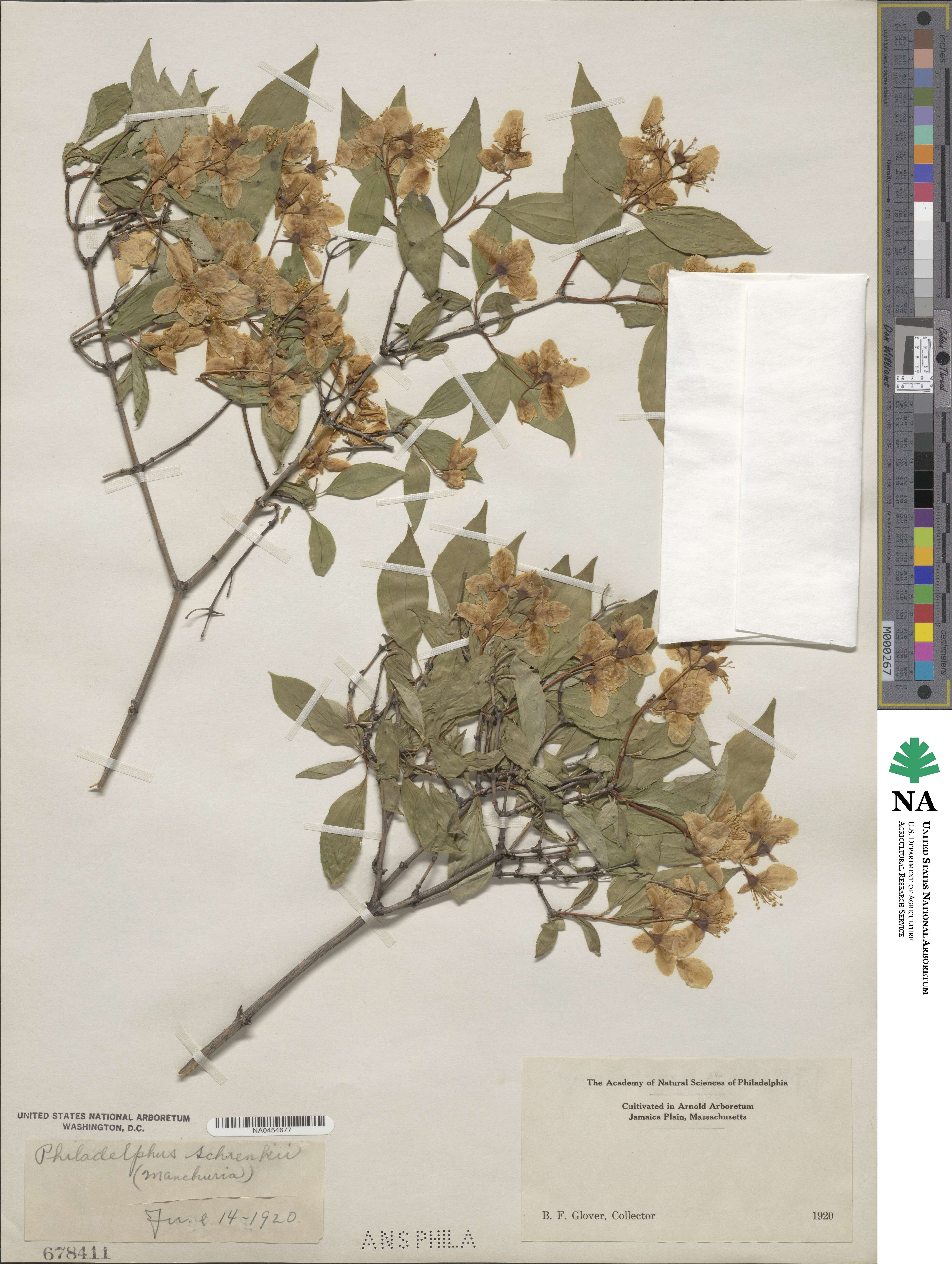 Philadelphus schrenkii image