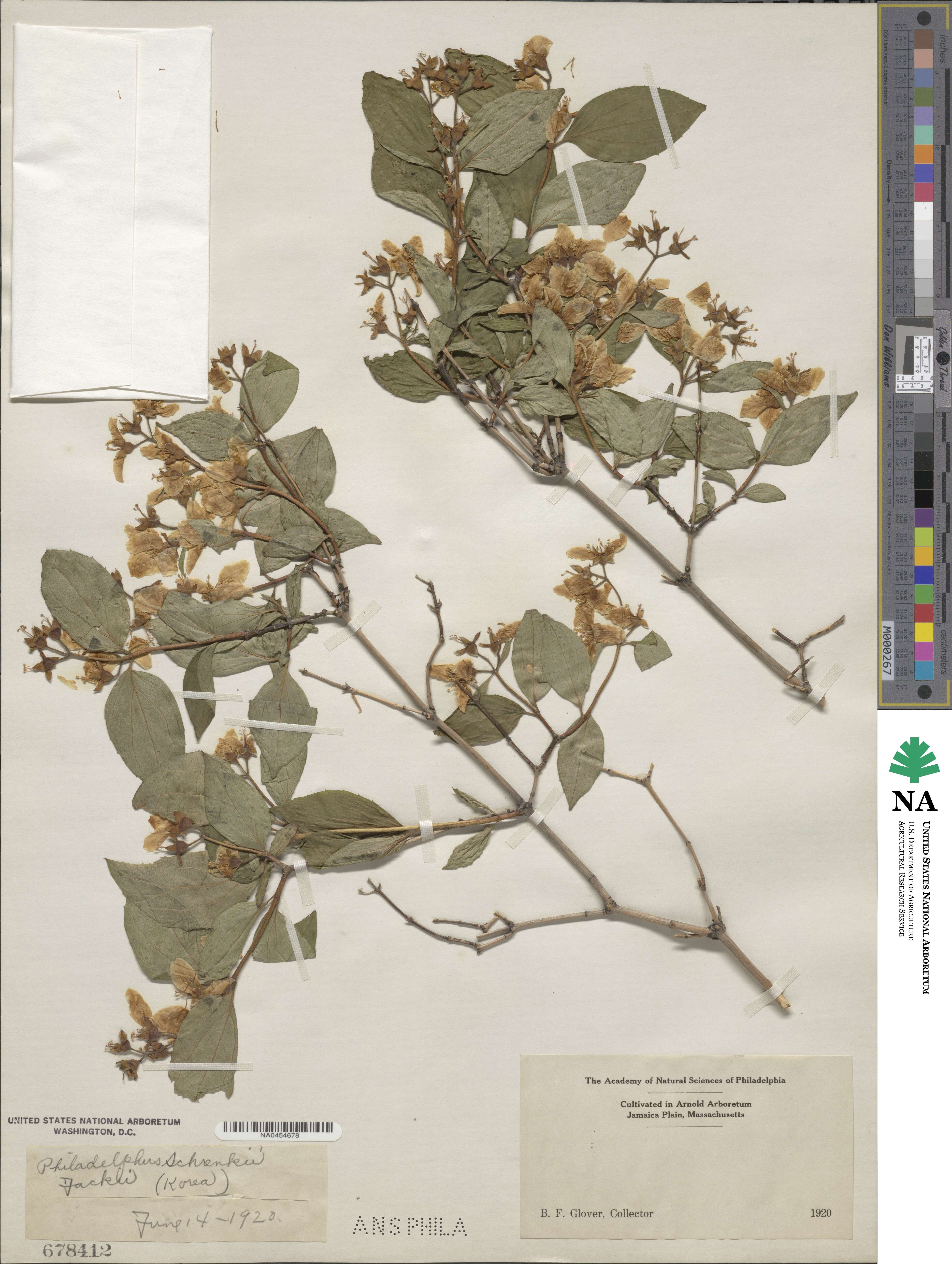 Philadelphus schrenkii image