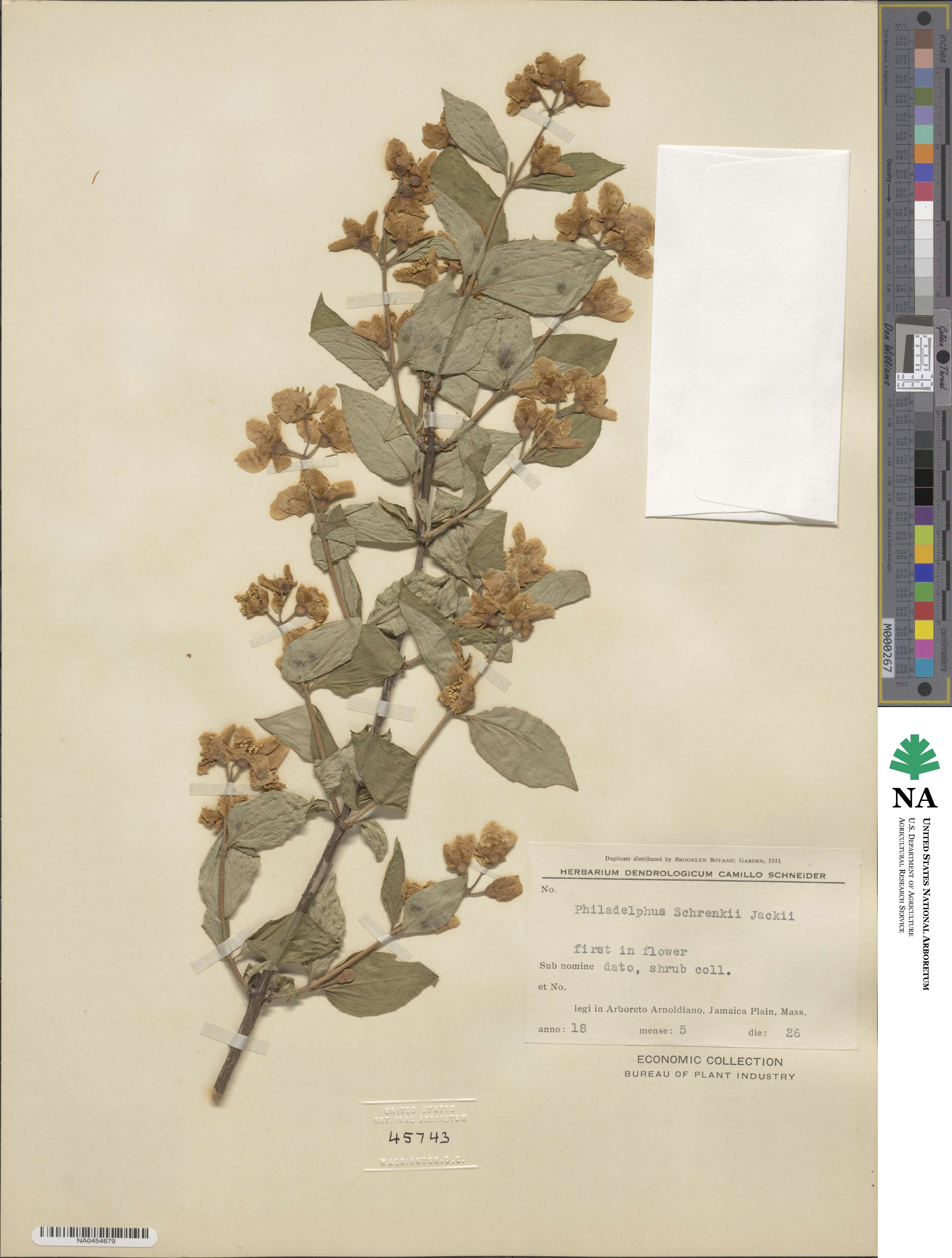 Philadelphus schrenkii image