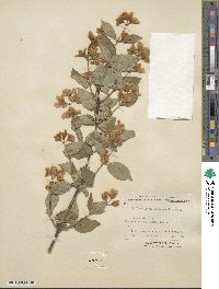 Philadelphus schrenkii image