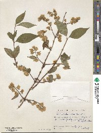 Philadelphus sericanthus image