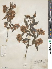 Philadelphus sericanthus image