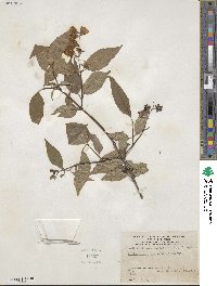 Philadelphus sericanthus image