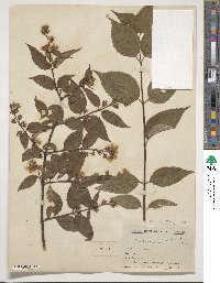 Philadelphus sericanthus image