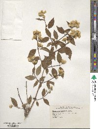 Philadelphus pubescens image