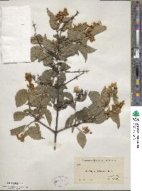 Philadelphus pubescens image