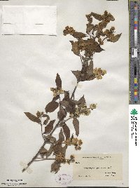 Philadelphus pubescens image