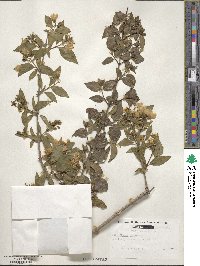 Philadelphus pubescens image