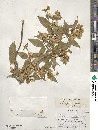 Philadelphus pubescens image