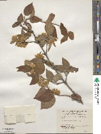 Philadelphus pubescens image