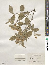 Philadelphus pubescens image