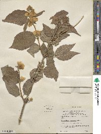 Philadelphus pubescens image