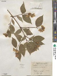 Philadelphus pubescens image