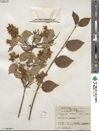 Philadelphus pubescens image