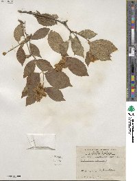 Philadelphus pubescens image