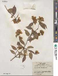 Philadelphus pubescens image