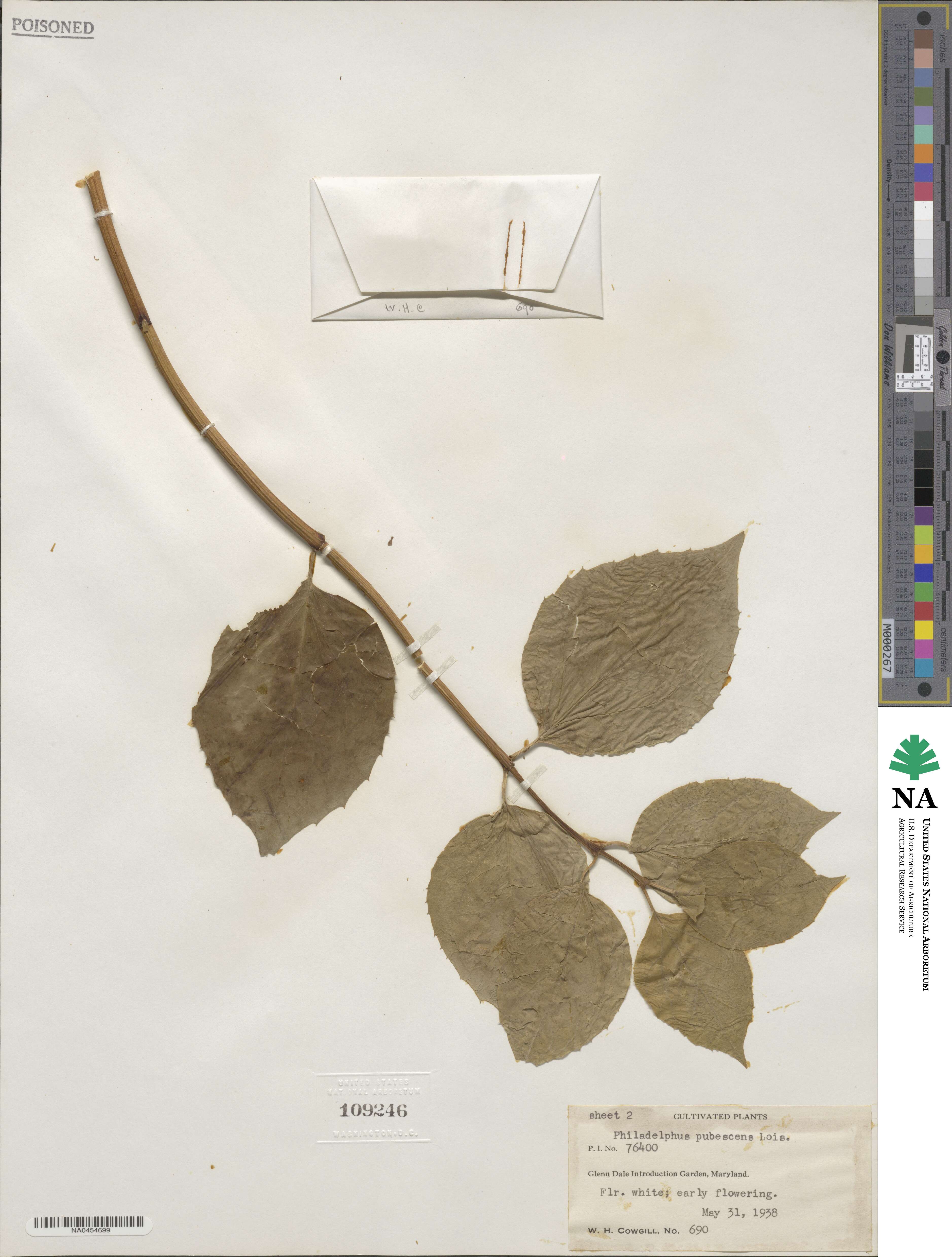 Philadelphus pubescens image