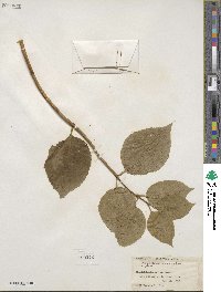 Philadelphus pubescens image