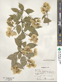 Philadelphus pubescens image