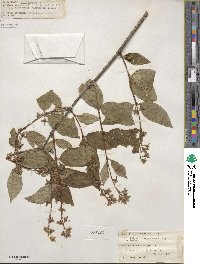 Philadelphus pubescens image