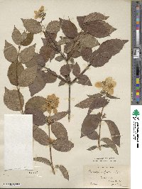 Philadelphus pubescens image