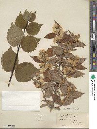 Philadelphus pubescens image