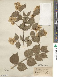 Philadelphus pubescens image