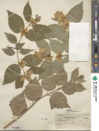 Philadelphus pubescens image