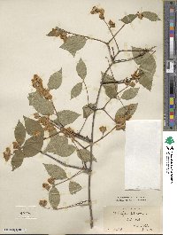 Philadelphus pubescens image