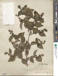 Philadelphus pubescens image