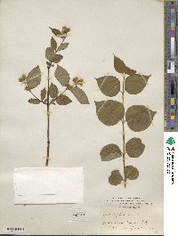 Philadelphus pubescens image