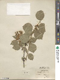 Philadelphus pubescens image