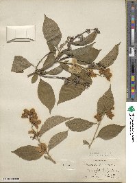 Philadelphus pubescens image