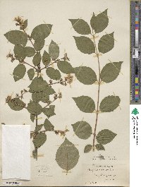 Philadelphus pubescens image