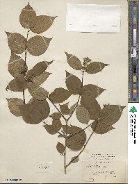 Philadelphus pubescens image