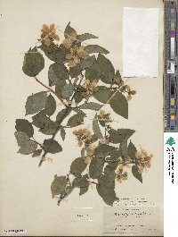 Philadelphus pubescens image