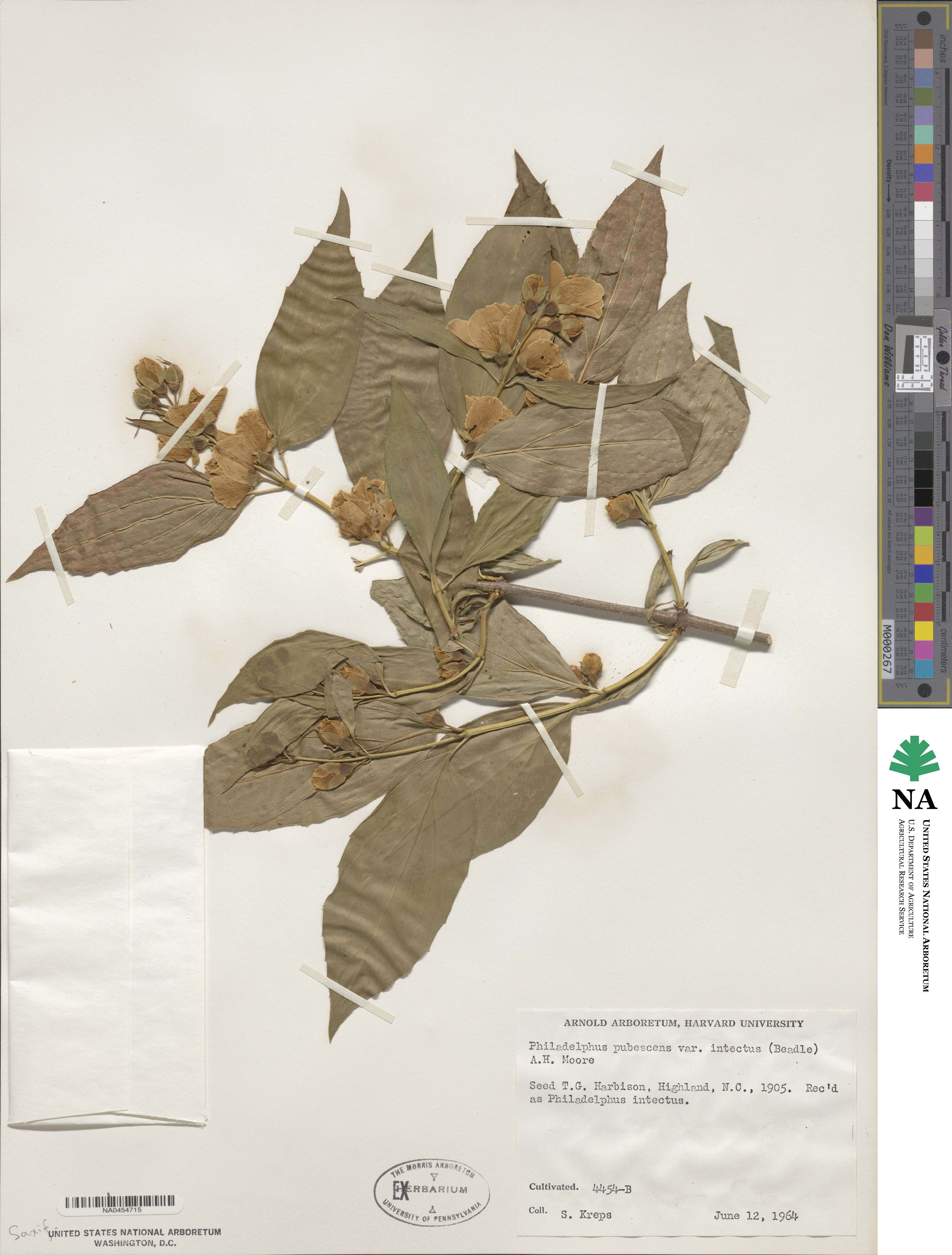 Philadelphus pubescens var. intectus image