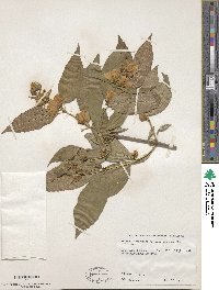 Philadelphus pubescens image