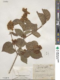 Philadelphus pubescens var. intectus image