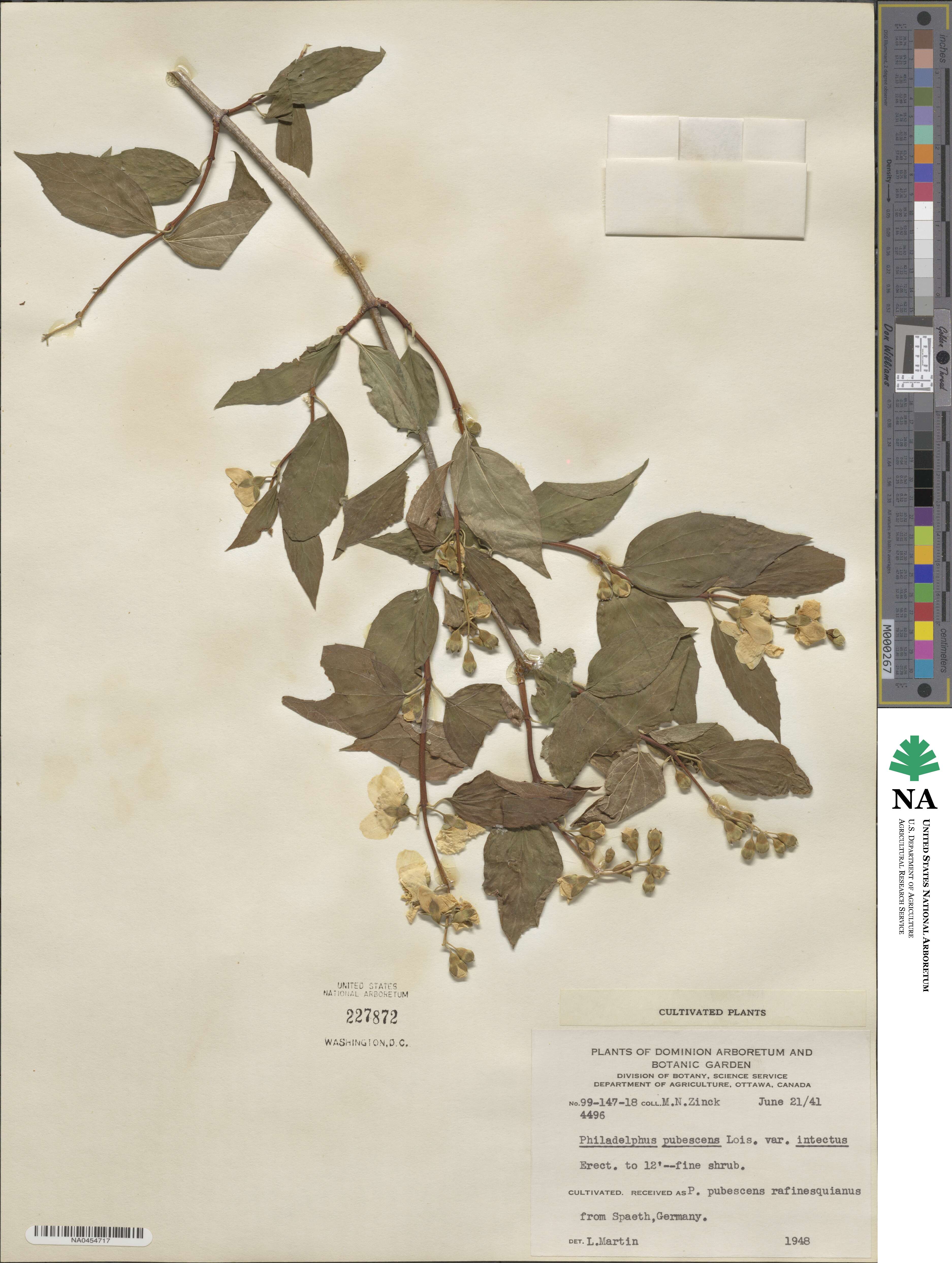 Philadelphus pubescens var. intectus image