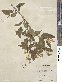 Philadelphus pubescens var. intectus image