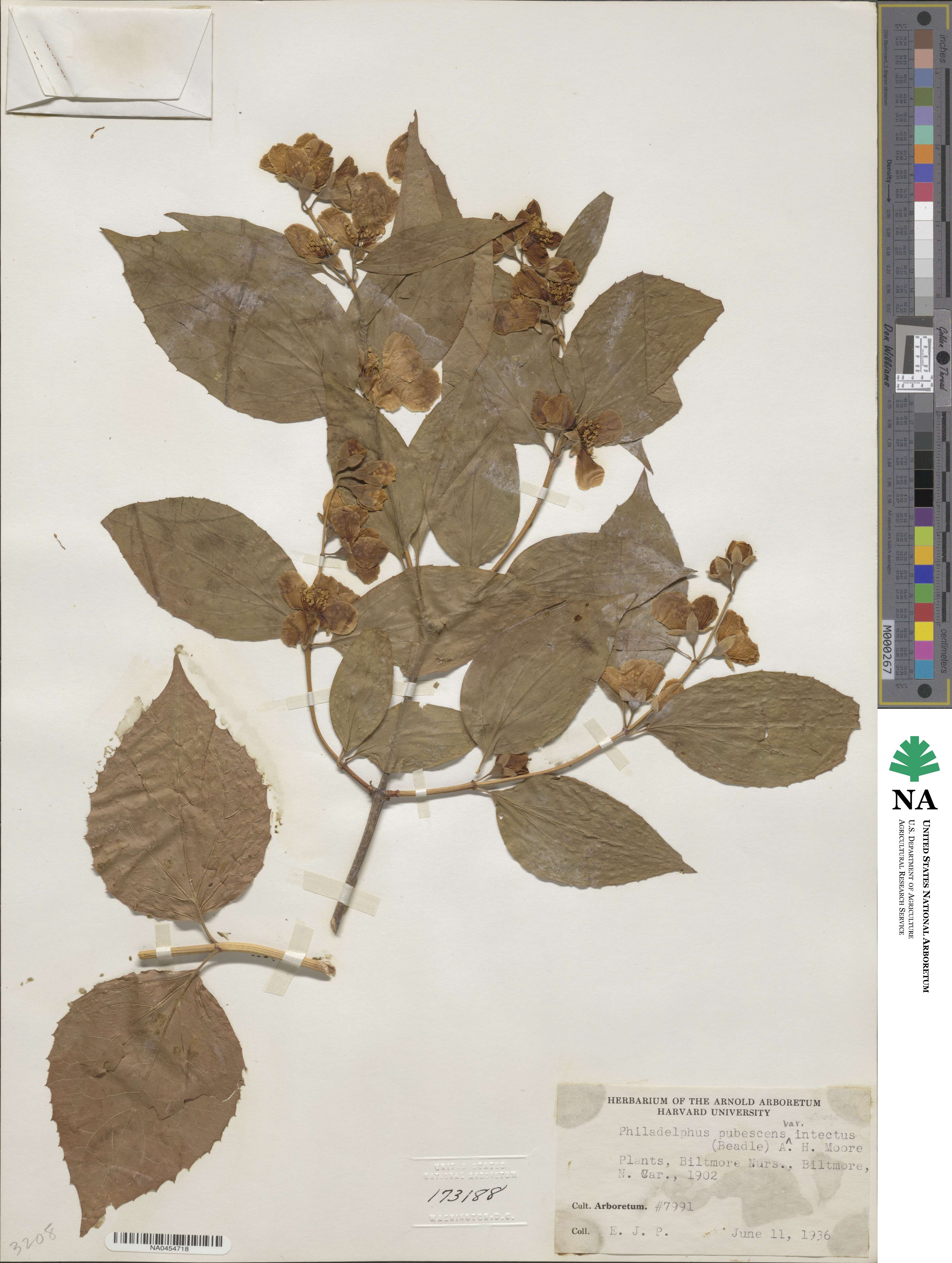 Philadelphus pubescens var. intectus image