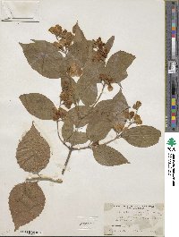 Philadelphus pubescens image