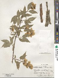 Philadelphus pubescens image