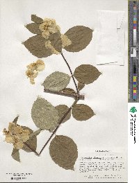 Philadelphus pubescens image