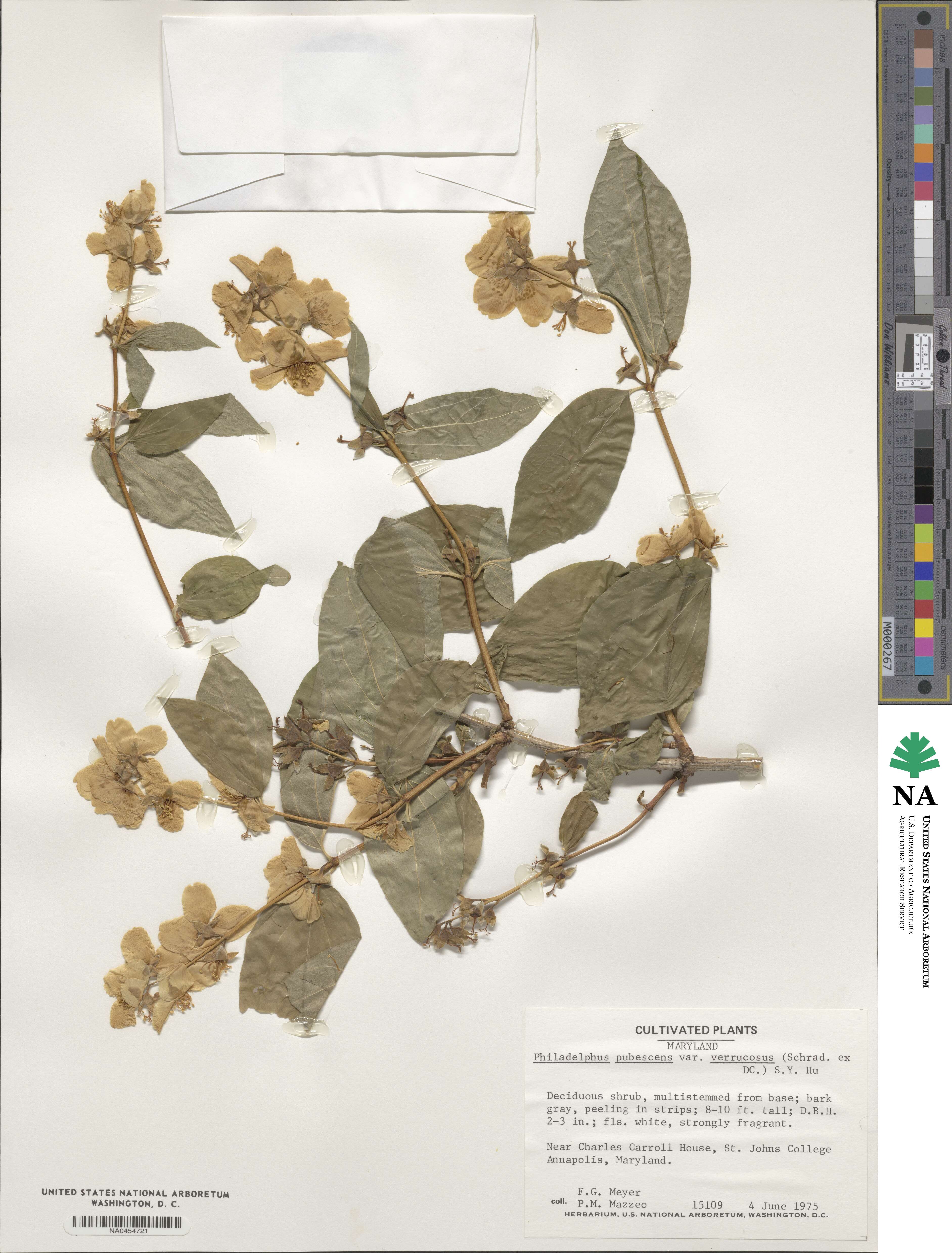 Philadelphus pubescens image
