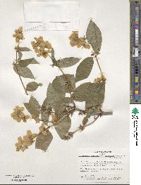 Philadelphus pubescens image